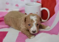 Jace, a male Maltipoo for sale in Nappanee, IN – Photo 3 of 5