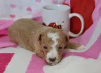 Jace, a male Maltipoo for sale in Nappanee, IN – Photo 1 of 5