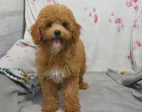 Betsy , a female Maltipoo for sale in Nappanee, IN – 9 of 10