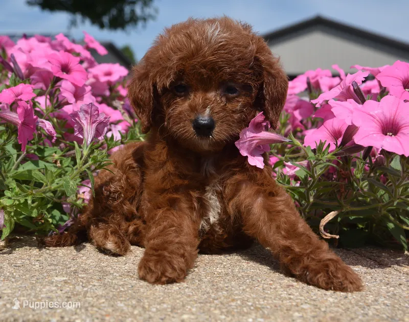 Lemme  – Irish Doodle puppy for sale in Nappanee, IN