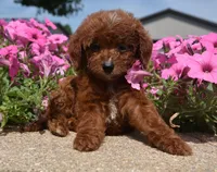 Lemme , a male Irish Doodle for sale in Nappanee, IN – 1 of 4