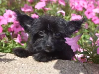 Jet T-cup, a male Maltipoo for sale in Nappanee, IN – 10 of 10
