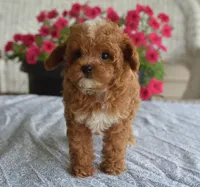 Paisley, a female Maltipoo for sale in Nappanee, IN – 5 of 10