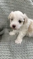 Bambi , a male Maltipoo for sale in Nappanee, IN – 3 of 5