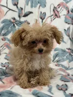 Delilah T-cup, a female Maltipoo for sale in Nappanee, IN – 1 of 4