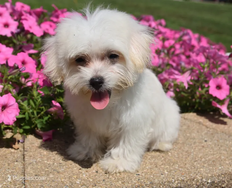 Joy T-cup – Maltipoo puppy for sale in Nappanee, IN