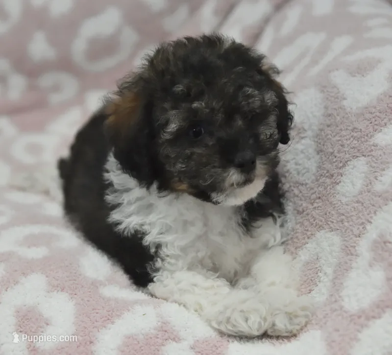 Mikey  – Poodle - Toy  puppy for sale in Nappanee, IN