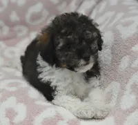 Mikey , a male Poodle - Toy  for sale in Nappanee, IN – 1 of 4