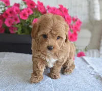 Boone , a female Maltipoo for sale in Nappanee, IN – 2 of 6