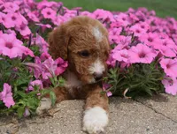 Lincoln , a male Irish Doodle for sale in Nappanee, IN – 5 of 6