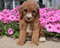 Livy , a female Irish Doodle for sale in Nappanee, IN – 4 of 4