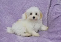 Abby , a female Maltipoo for sale in Nappanee, IN – 9 of 10