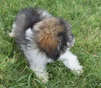 Mikey , a male Poodle - Toy  for sale in Nappanee, IN – 7 of 7