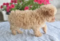 Dakota, a male Maltipoo for sale in Nappanee, IN – 3 of 10