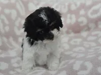 Alyssa , a female Maltipoo for sale in Nappanee, IN – 5 of 7