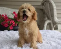 Preston , a male Maltipoo for sale in Nappanee, IN – 8 of 10