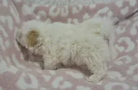 Abby , a female Maltipoo for sale in Nappanee, IN – 10 of 10