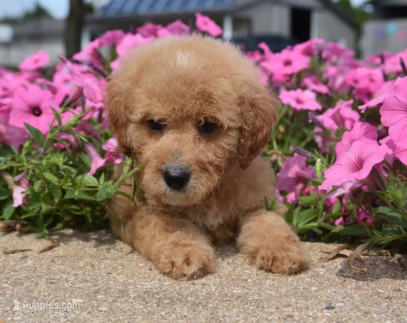 Lacey  – Irish Doodle puppy for sale in Nappanee, IN