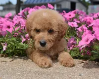 Lacey , a male Irish Doodle for sale in Nappanee, IN – 1 of 5