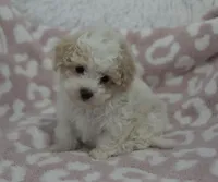 Arlo , a male Maltipoo for sale in Nappanee, IN – 5 of 5