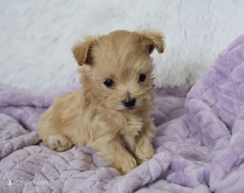 Maple T-cup – Maltipoo puppy for sale in Nappanee, IN