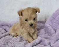 Maple T-cup, a female Maltipoo for sale in Nappanee, IN – 1 of 5