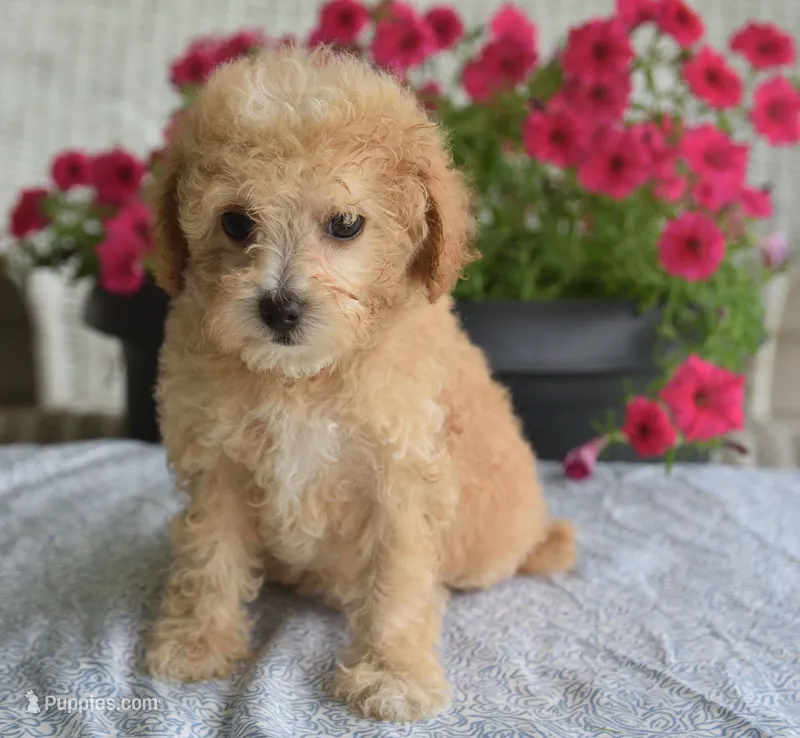 Preston  – Maltipoo puppy for sale in Nappanee, IN
