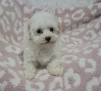 Abby , a female Maltipoo for sale in Nappanee, IN – 4 of 10
