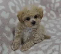 Anne , a female Maltipoo for sale in Nappanee, IN – 3 of 6