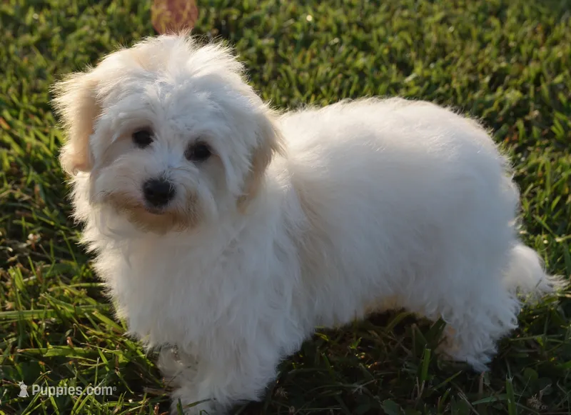 Bambi  – Maltipoo puppy for sale in Nappanee, IN