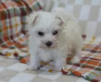 Cooper , a male Maltipoo for sale in Nappanee, IN – 4 of 5