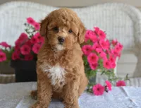 Betsy , a female Maltipoo for sale in Nappanee, IN – 5 of 7