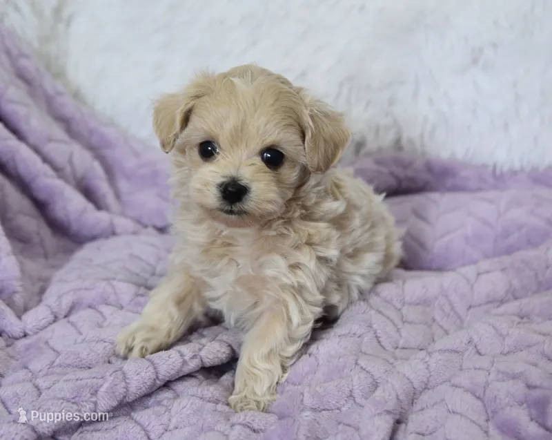 Ash  – Maltipoo puppy for sale in Nappanee, IN