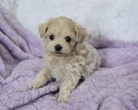 Ash , a male Maltipoo for sale in Nappanee, IN – 1 of 5