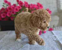Bonnie , a female Maltipoo for sale in Nappanee, IN – 5 of 5