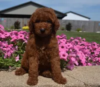 Lainey , a female Irish Doodle for sale in Nappanee, IN – 6 of 8