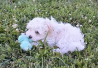 Bambi , a male Maltipoo for sale in Nappanee, IN – 9 of 10