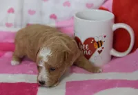 Jackson , a male Maltipoo for sale in Nappanee, IN – Photo 5 of 5