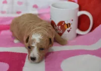 Jackson , a male Maltipoo for sale in Nappanee, IN – Photo 3 of 5