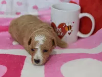 Jackson , a male Maltipoo for sale in Nappanee, IN – Photo 4 of 5