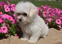 Joy T-cup, a female Maltipoo for sale in Nappanee, IN – 7 of 9