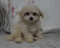 Jasper T-cup , a male Maltipoo for sale in Nappanee, IN – 2 of 10