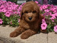 Lawson, a male Irish Doodle for sale in Nappanee, IN – 4 of 7