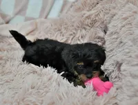 Sweetie, a female Yorkipoo for sale in Nappanee, IN – Photo 10 of 10