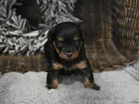 Sweetie, a female Yorkipoo for sale in Nappanee, IN – Photo 2 of 10