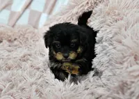 Sweetie, a female Yorkipoo for sale in Nappanee, IN – Photo 5 of 10