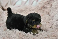 Sweetie, a female Yorkipoo for sale in Nappanee, IN – Photo 8 of 10
