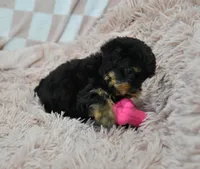 Sweetie, a female Yorkipoo for sale in Nappanee, IN – Photo 6 of 10