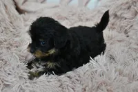 Sweetie, a female Yorkipoo for sale in Nappanee, IN – Photo 7 of 10