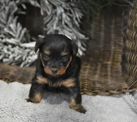 Sweetie, a female Yorkipoo for sale in Nappanee, IN – Photo 4 of 10